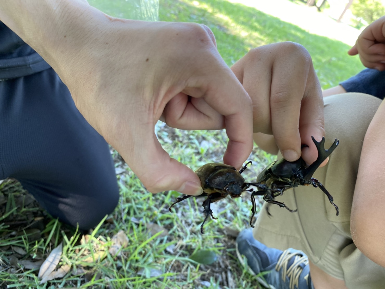 カブトムシ！！